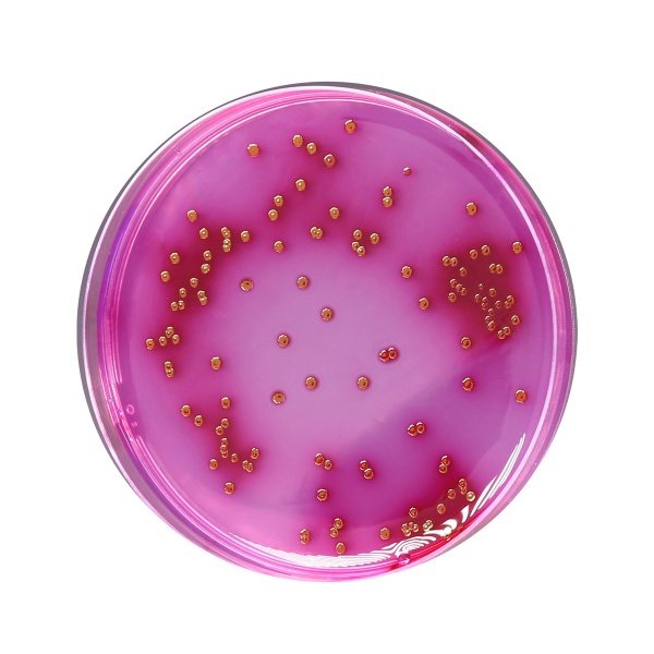 Endo Agar, Granulated 500G