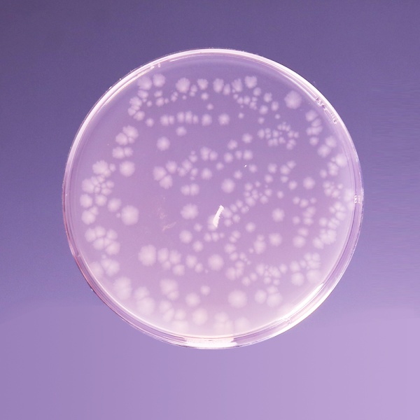 Differential Reinforced Clostridial Agar, Granulated 500G