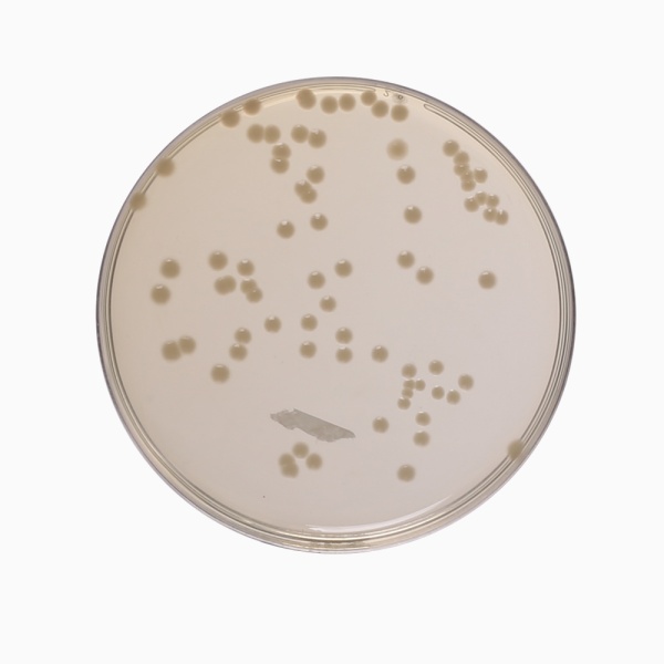 BHI Agar, Granulated (Brain Heart Infusion Agar, Granulated) (Special Infusion Agar, Granulated) 500G