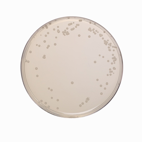 Orange Serum Agar, Granulated 500G
