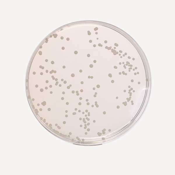 Sabouraud Dextrose Agar, Granulated 100G