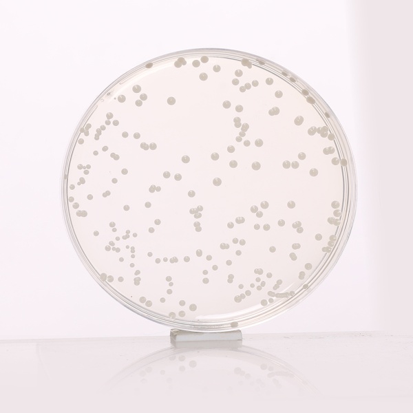Potato Dextrose Agar, Granulated 500G