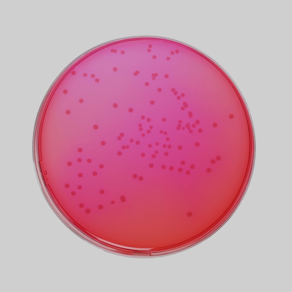 Xylose Lysine Deoxycholate Agar (XLD Agar) 10KG
