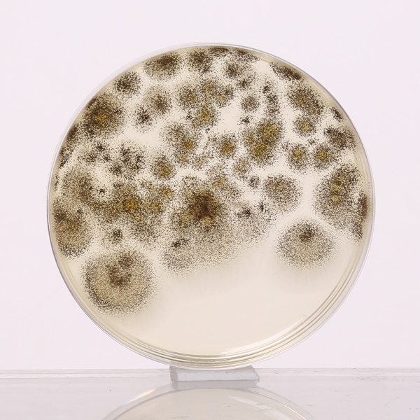 Sabouraud Dextrose Agar w/ 3.0% Agar 500G