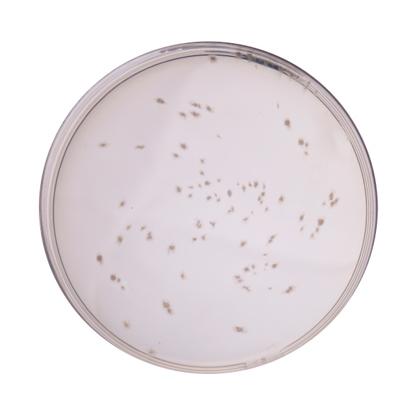 Columbia Blood Agar Base 500G